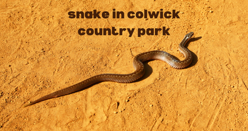 snake in colwick country park