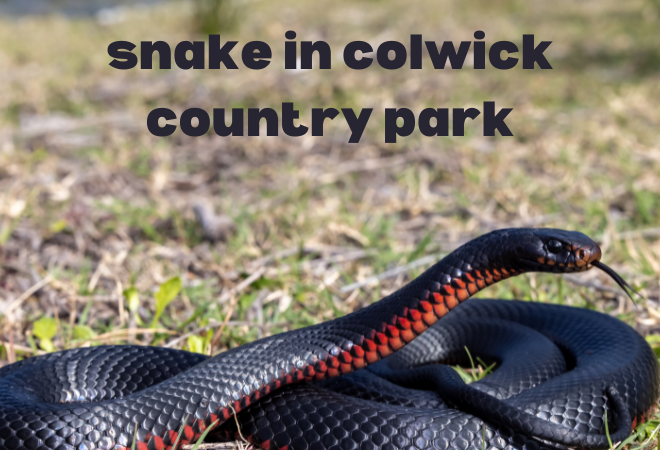 snake in colwick country park