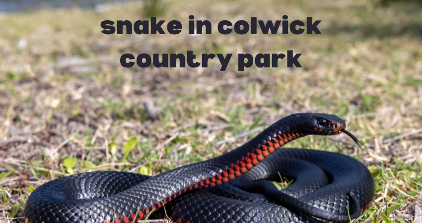 snake in colwick country park