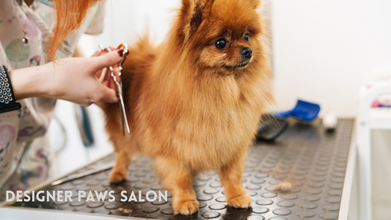 Designer Paws Salon